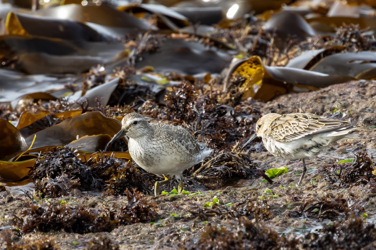 Red Knot - ML609827475