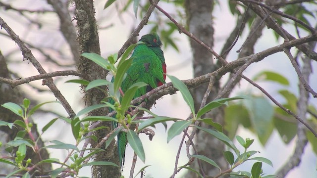 Crested Quetzal - ML609827517