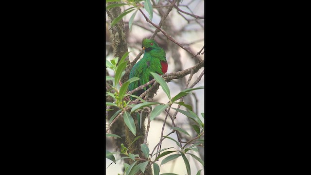 Crested Quetzal - ML609827519