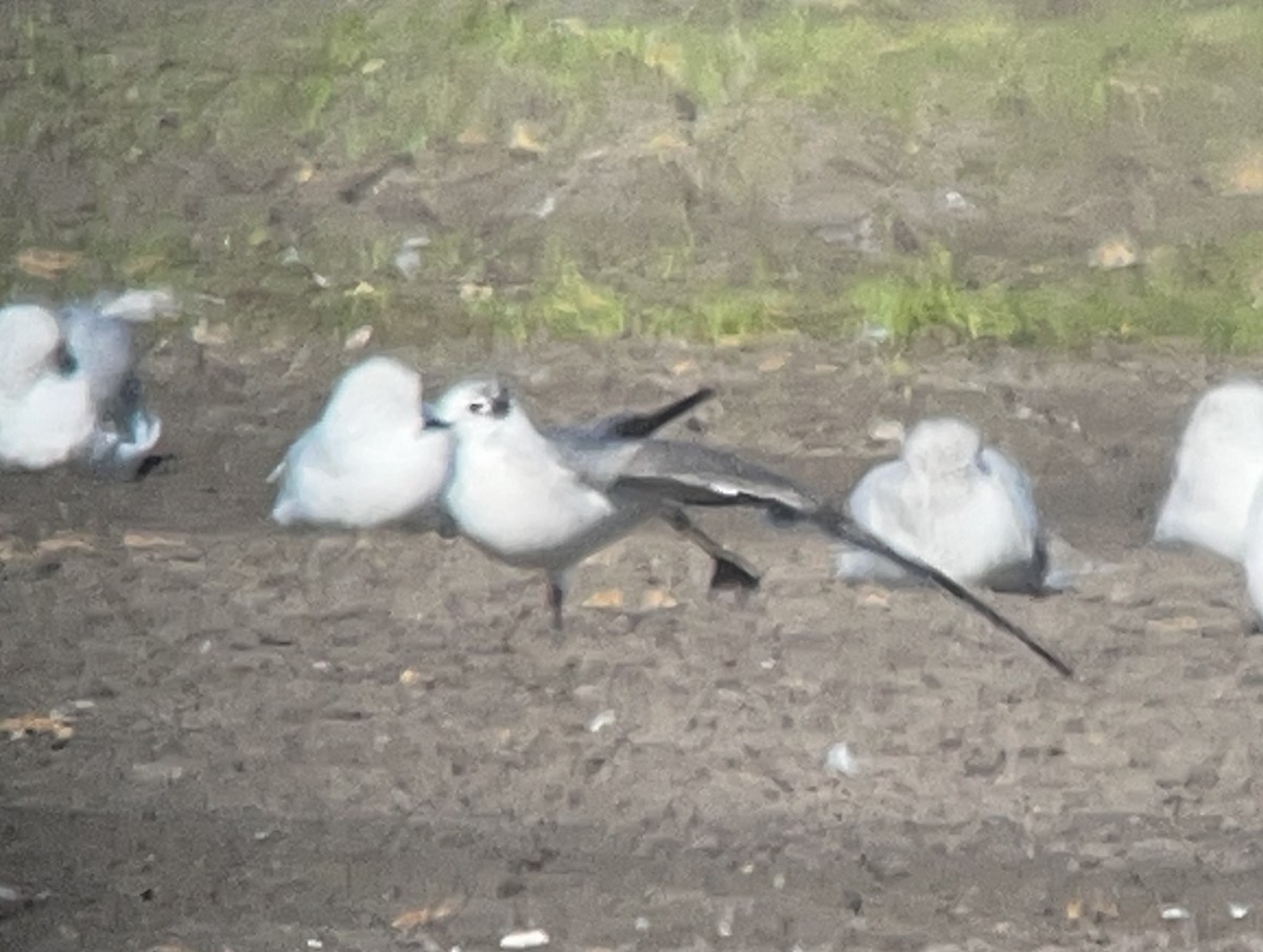 Franklin's Gull - ML609827536