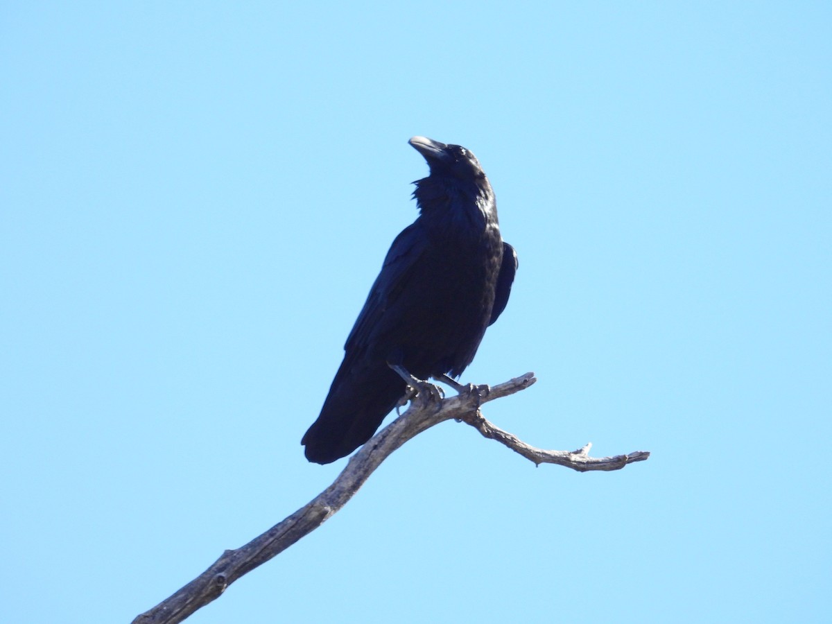 Common Raven - Duane Morse