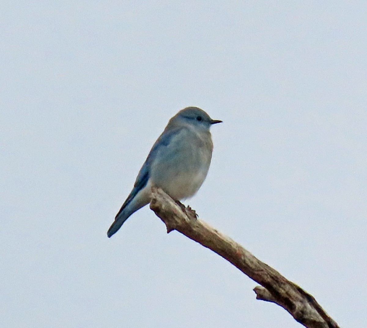 Mountain Bluebird - JoAnn Potter Riggle 🦤