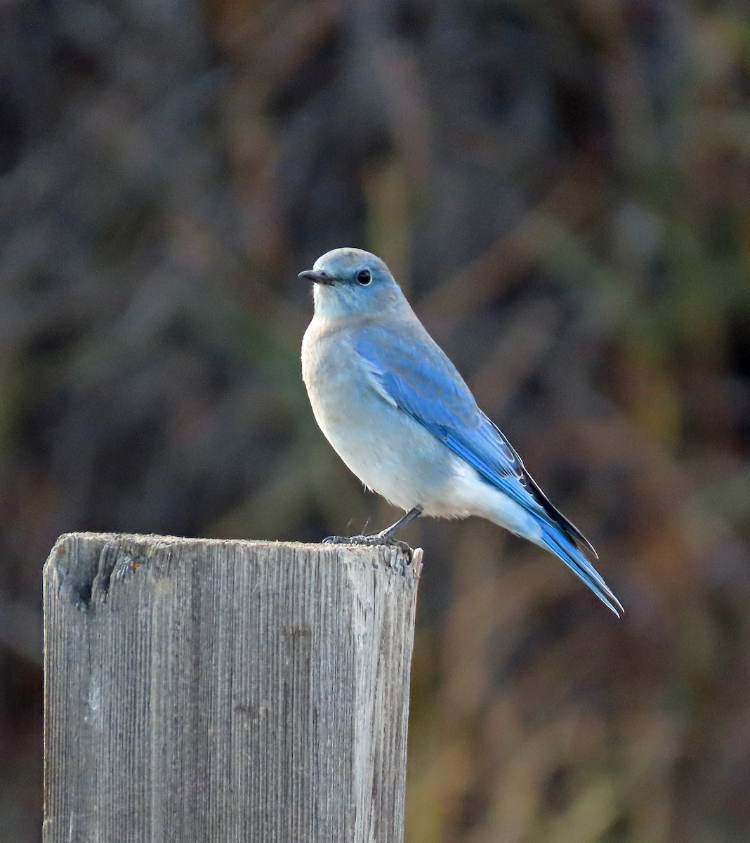 Mountain Bluebird - ML609827787