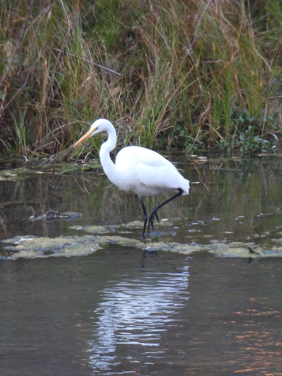 Great Egret - Erik Bergman