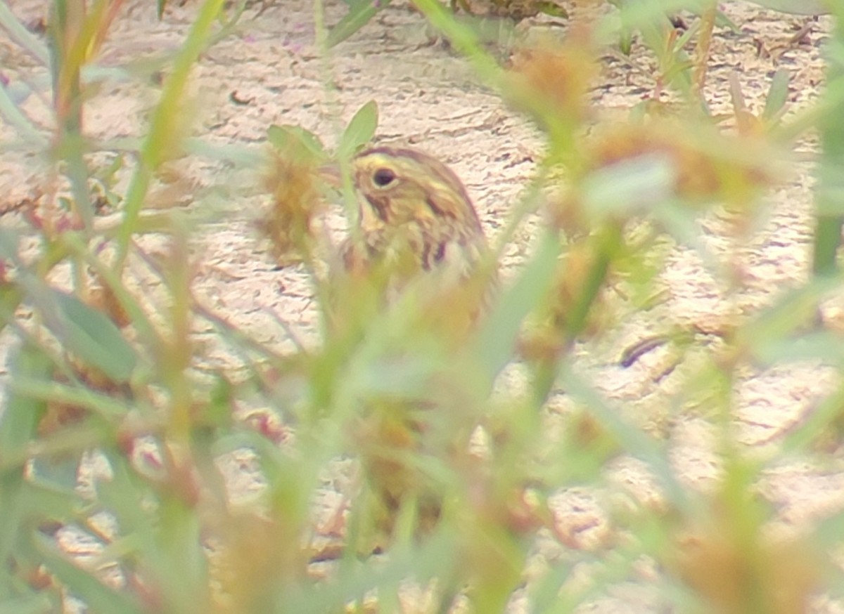 Savannah Sparrow - ML609827823