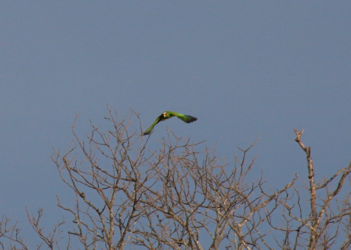 White-fronted Parrot - ML609827845
