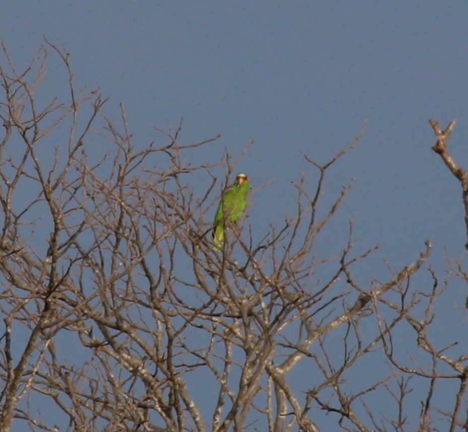 White-fronted Parrot - ML609827846