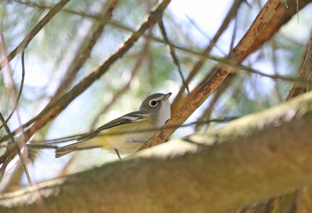 Blue-headed Vireo - ML609827862