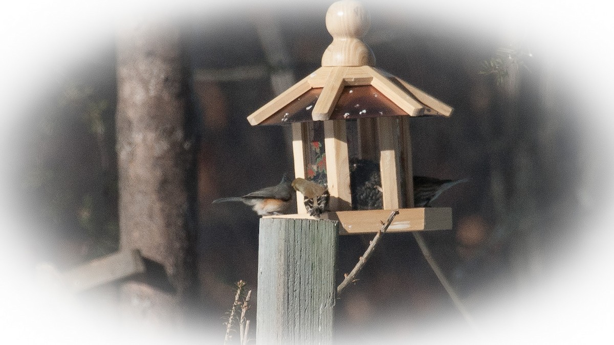 Tufted Titmouse - ML609827874