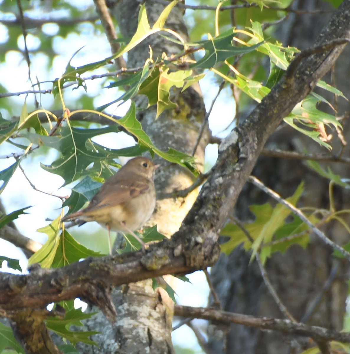 Hermit Thrush - ML609828075