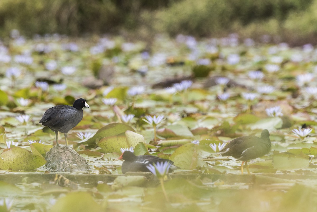 American Coot - ML609828086
