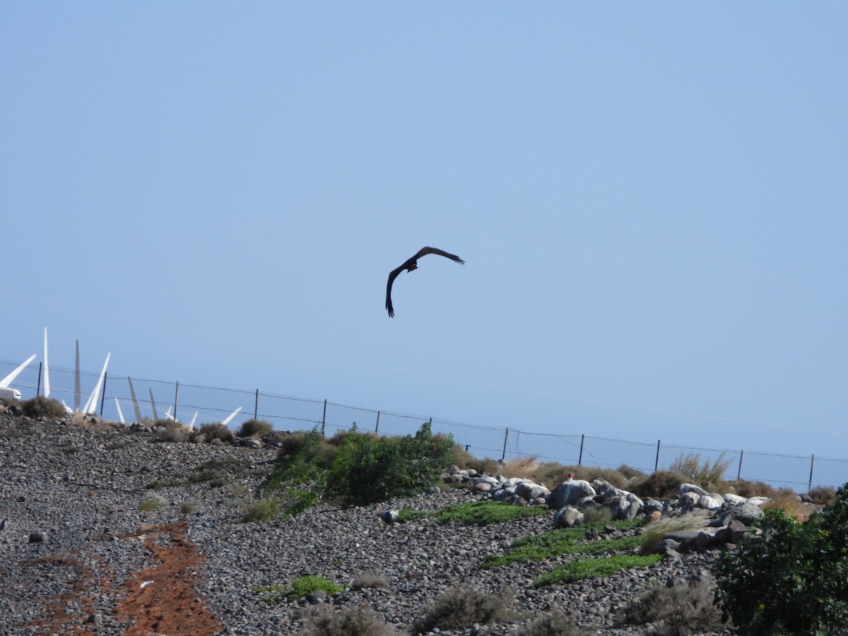 Western Marsh Harrier - Miguel Hernández Santana