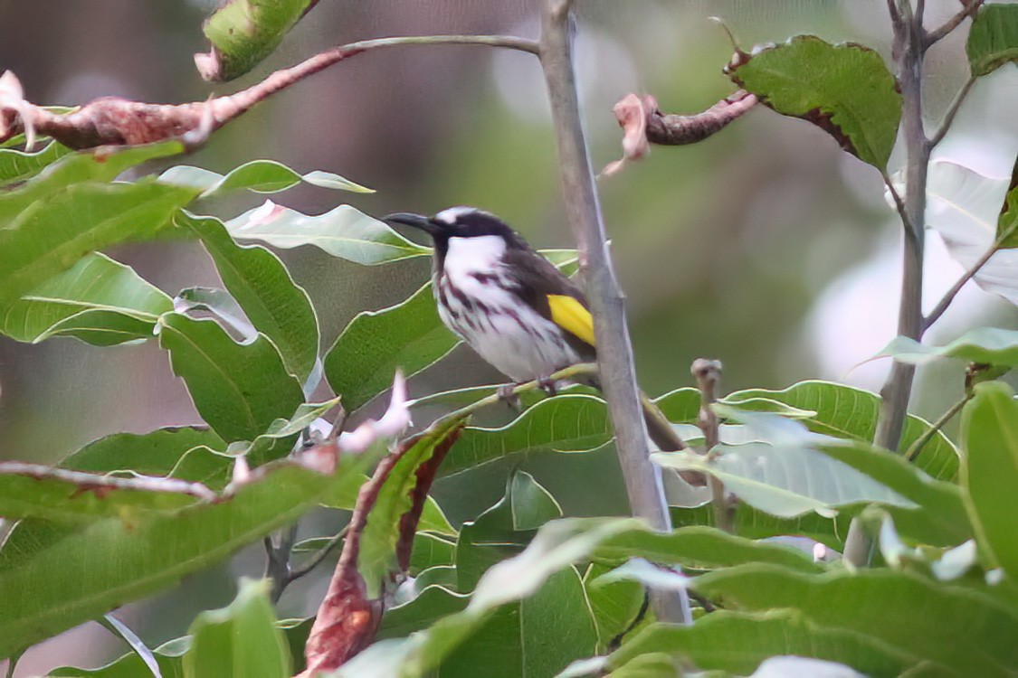 White-cheeked Honeyeater - Dave Curtis