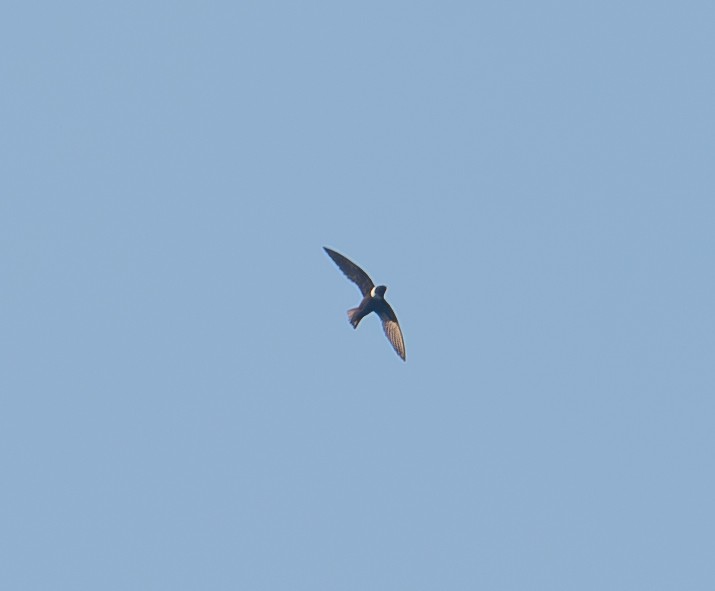 White-collared Swift - Julie Davis