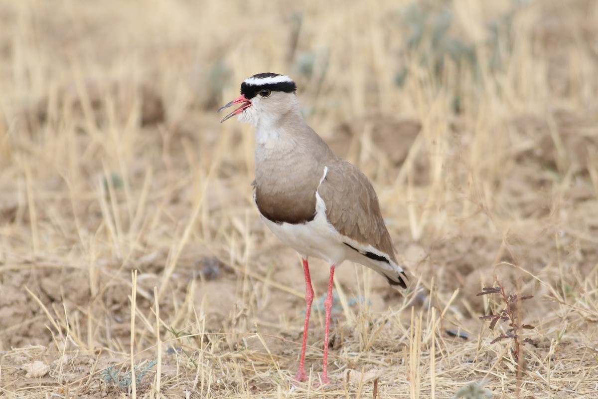 Crowned Lapwing - ML609828379