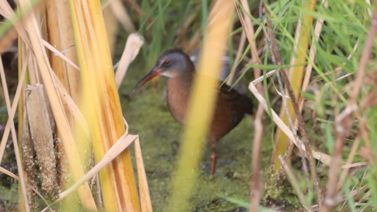 Virginia Rail - ML609828390