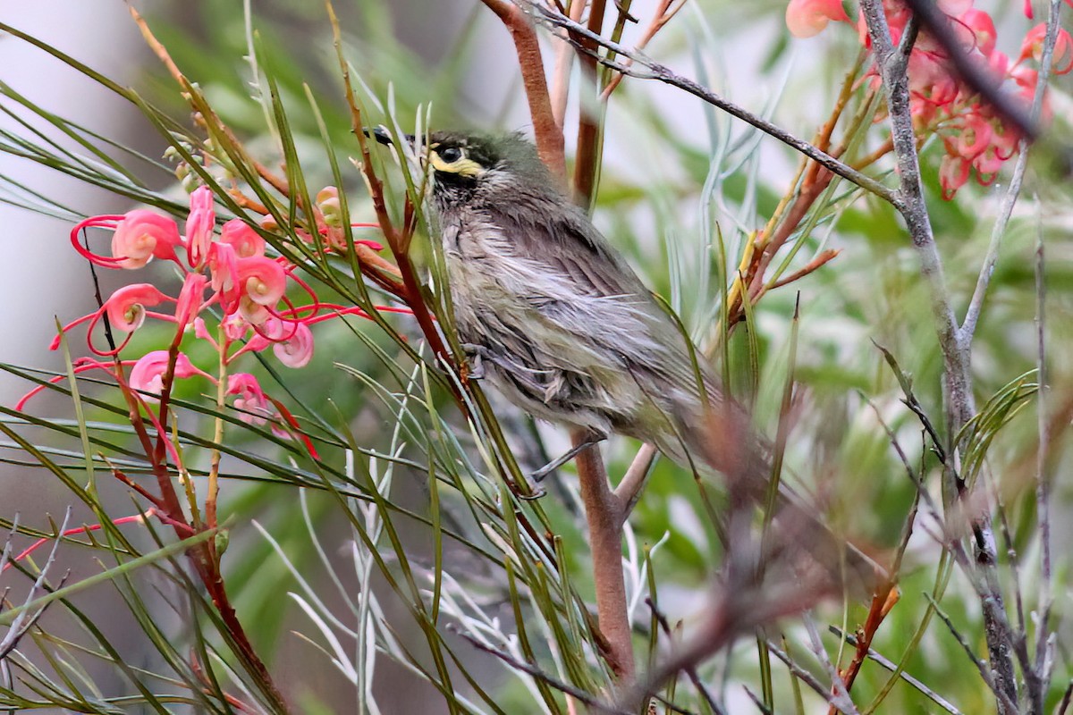 Yellow-faced Honeyeater - Dave Curtis