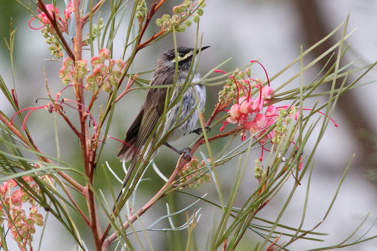 Yellow-faced Honeyeater - Dave Curtis