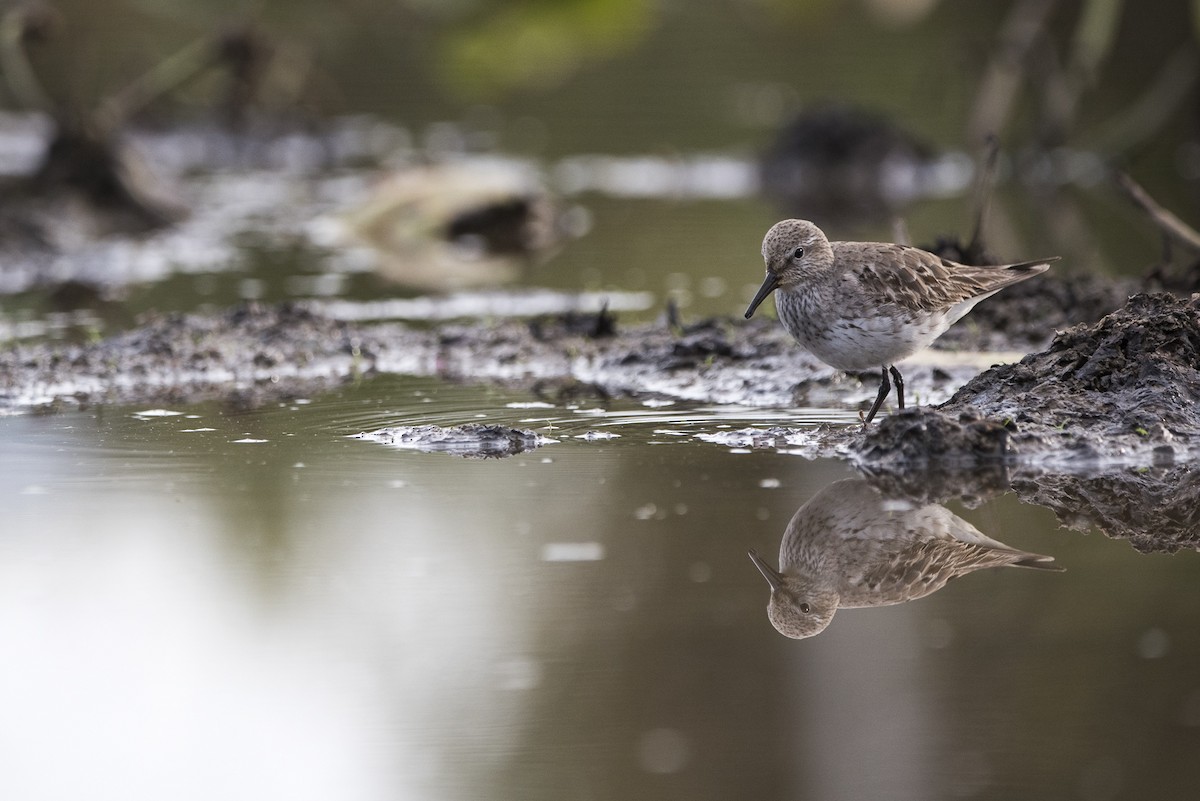 White-rumped Sandpiper - ML609828419