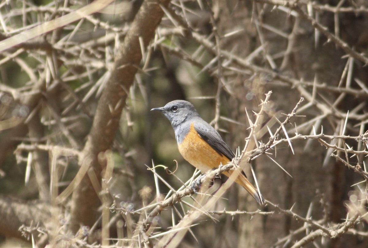 Little Rock-Thrush - ML609828426