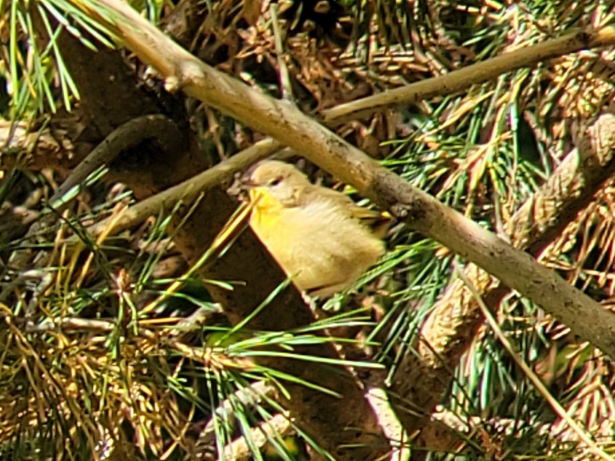 Common Yellowthroat - ML609828443