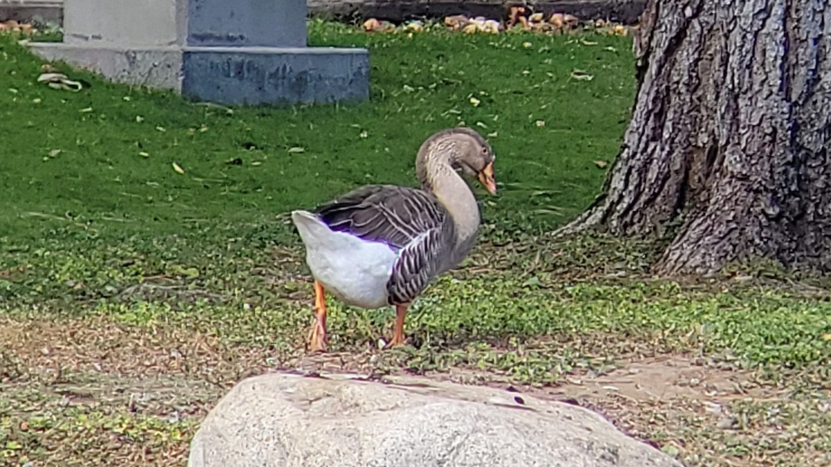 Domestic goose sp. (Domestic type) - Paul Hurtado