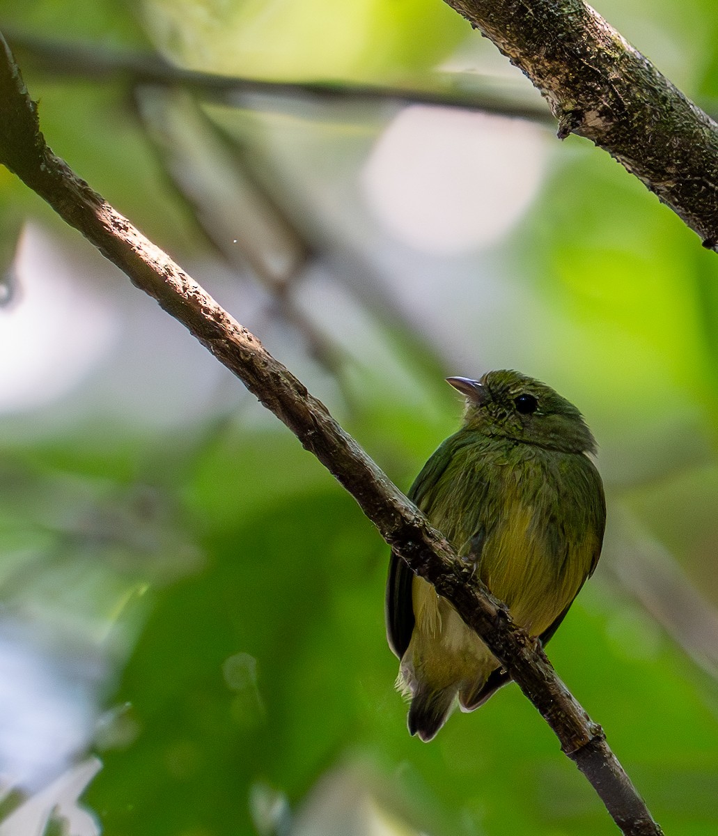 Blue-capped Manakin - ML609828509