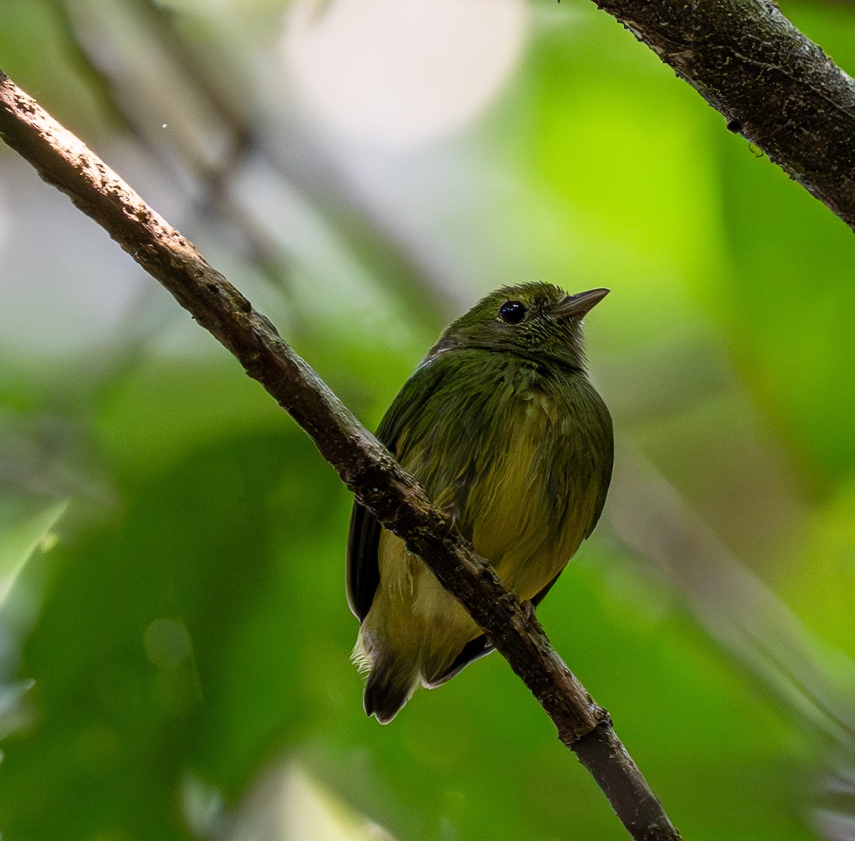 Blue-capped Manakin - ML609828510