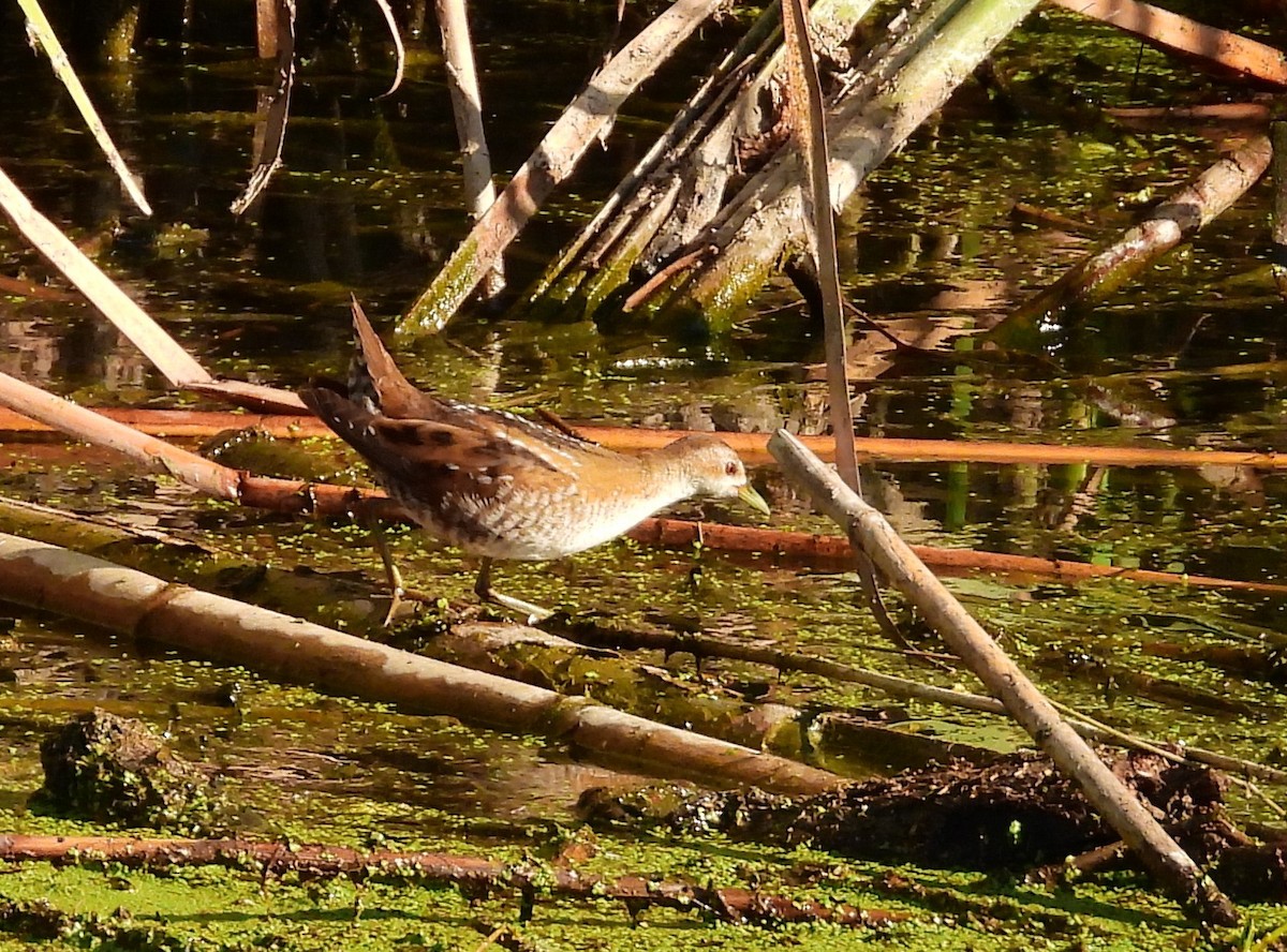 Little Crake - angel Vela laina