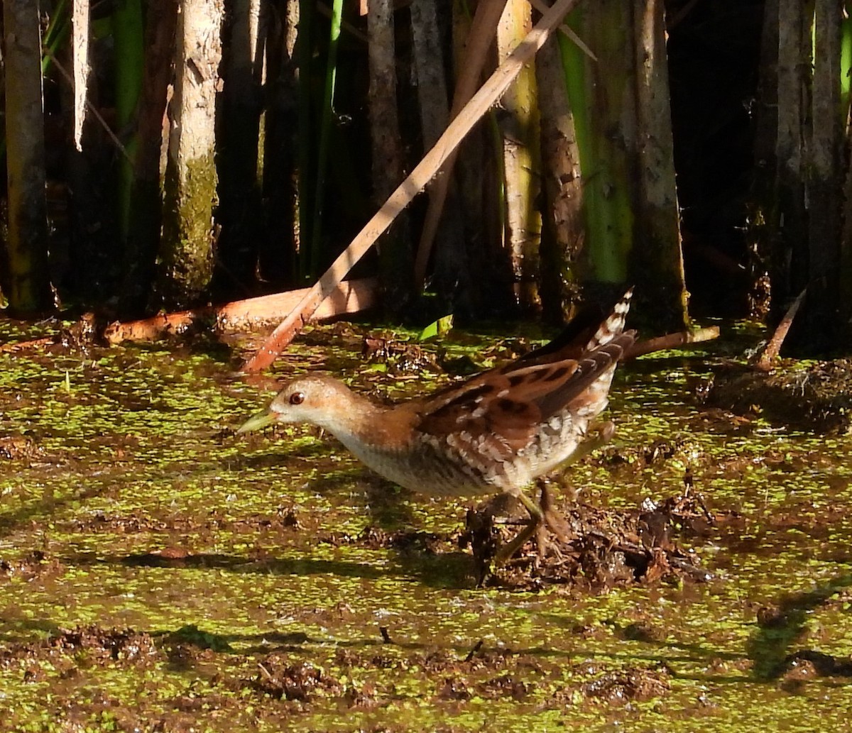 Little Crake - angel Vela laina