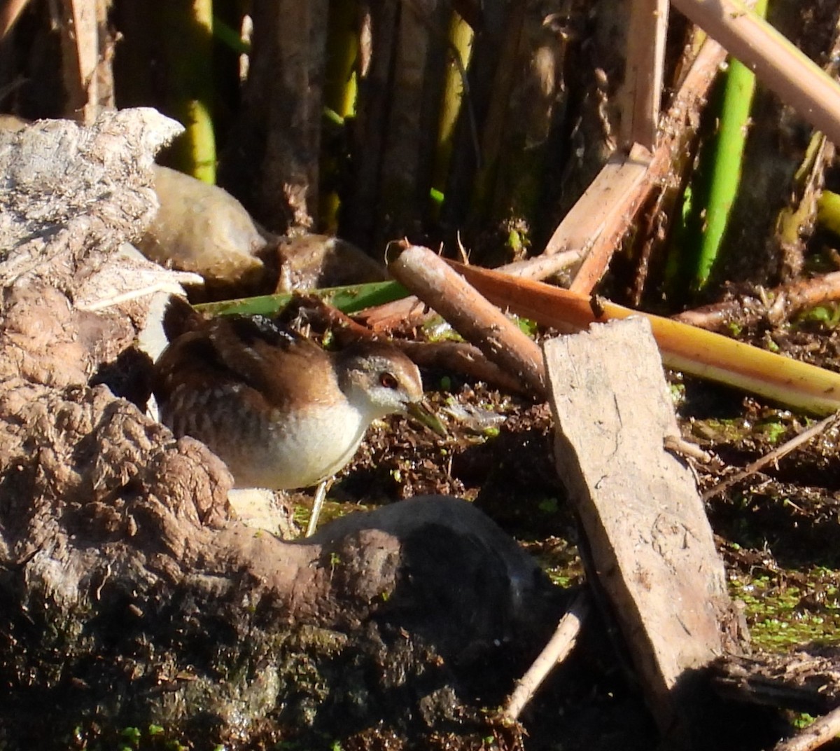 Little Crake - angel Vela laina