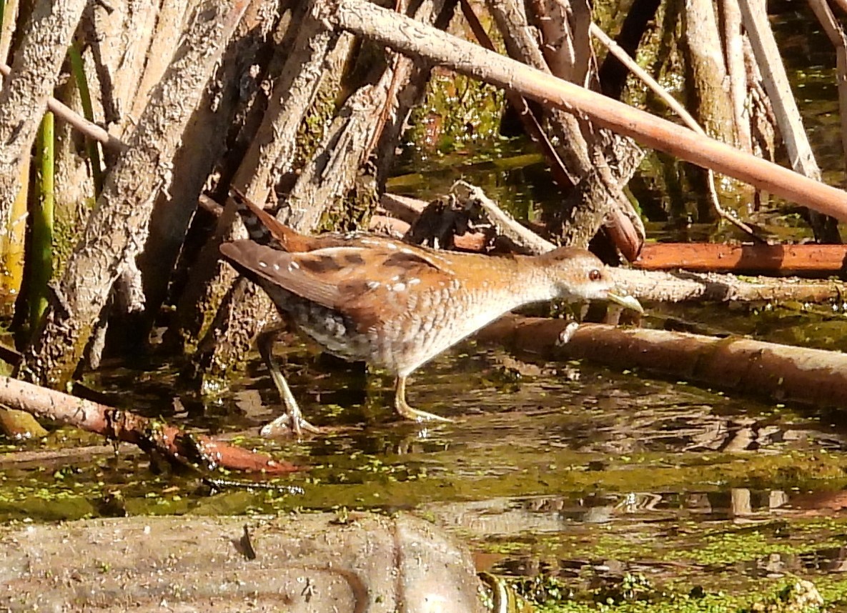 Little Crake - ML609828519