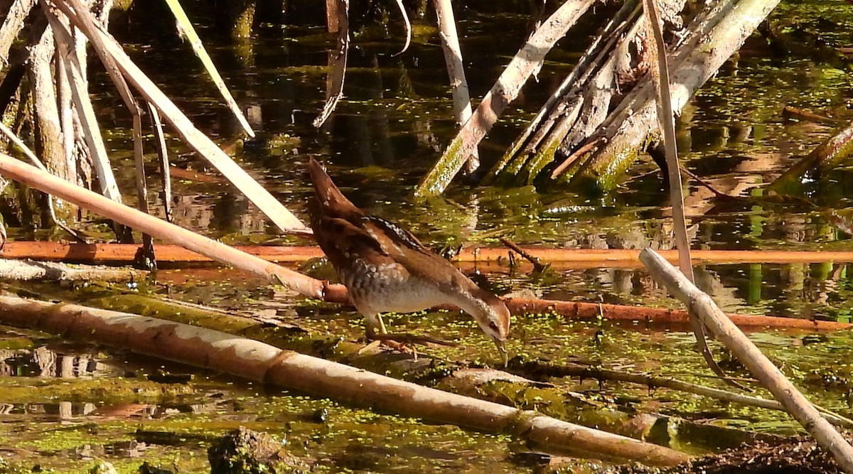 Little Crake - angel Vela laina