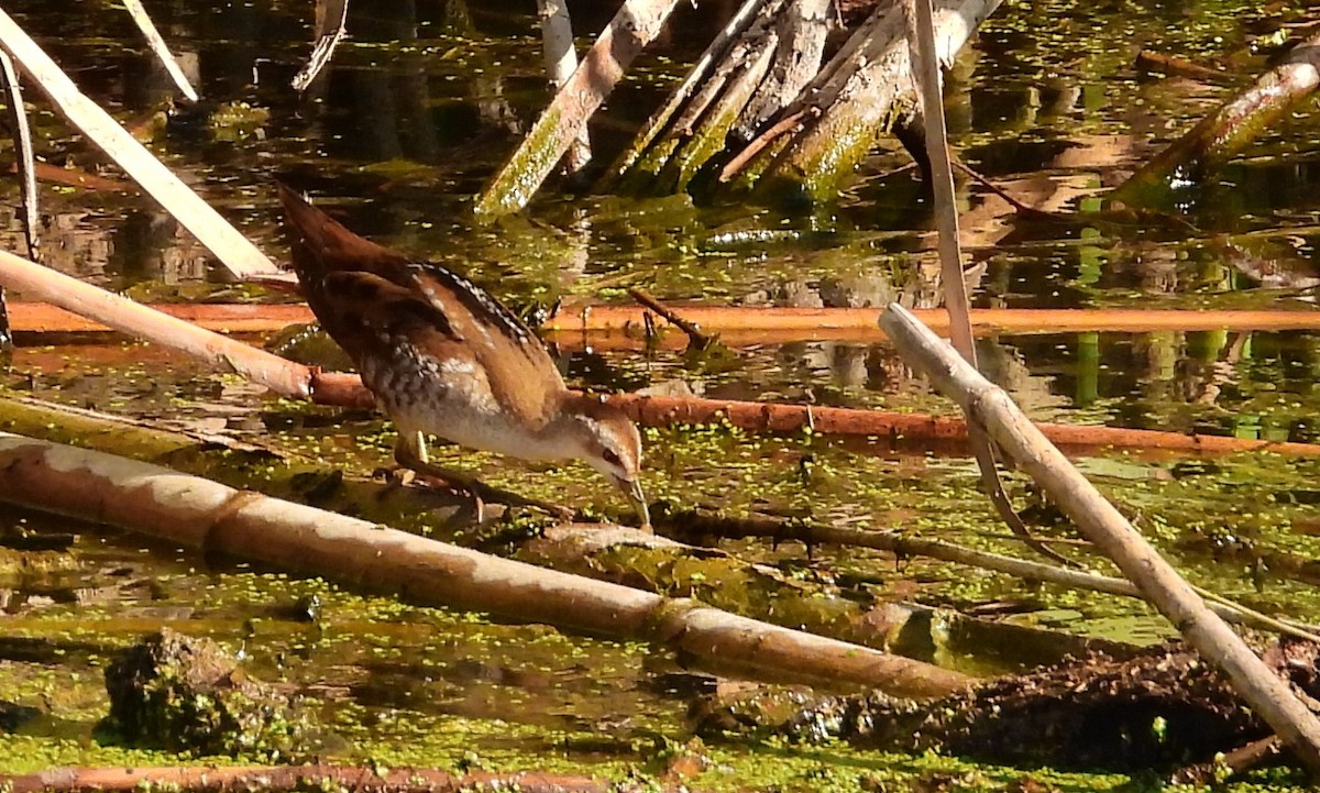 Little Crake - ML609828522