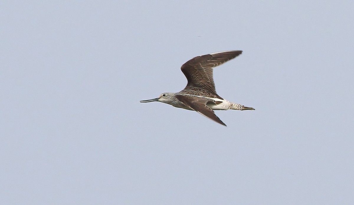 Common Greenshank - ML609828530