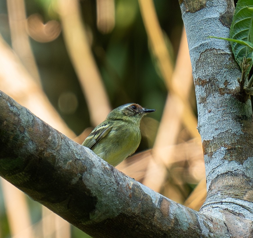 Cinnamon-faced Tyrannulet - ML609828549