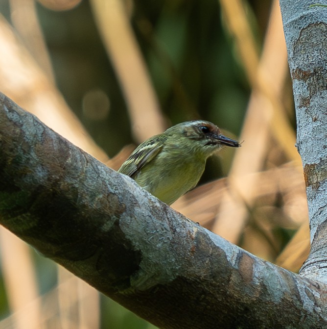 Cinnamon-faced Tyrannulet - ML609828550