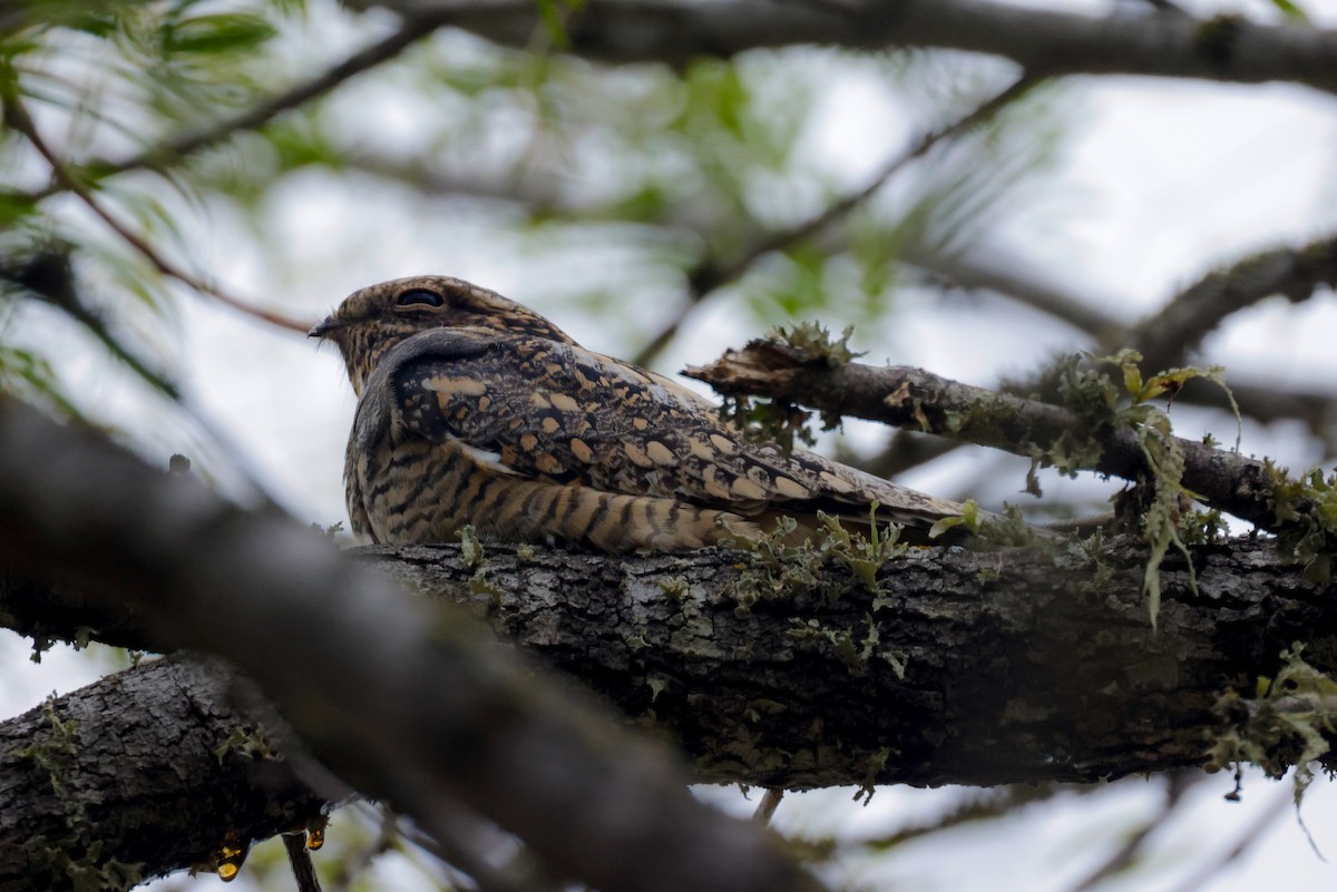 Lesser Nighthawk - ML609828673