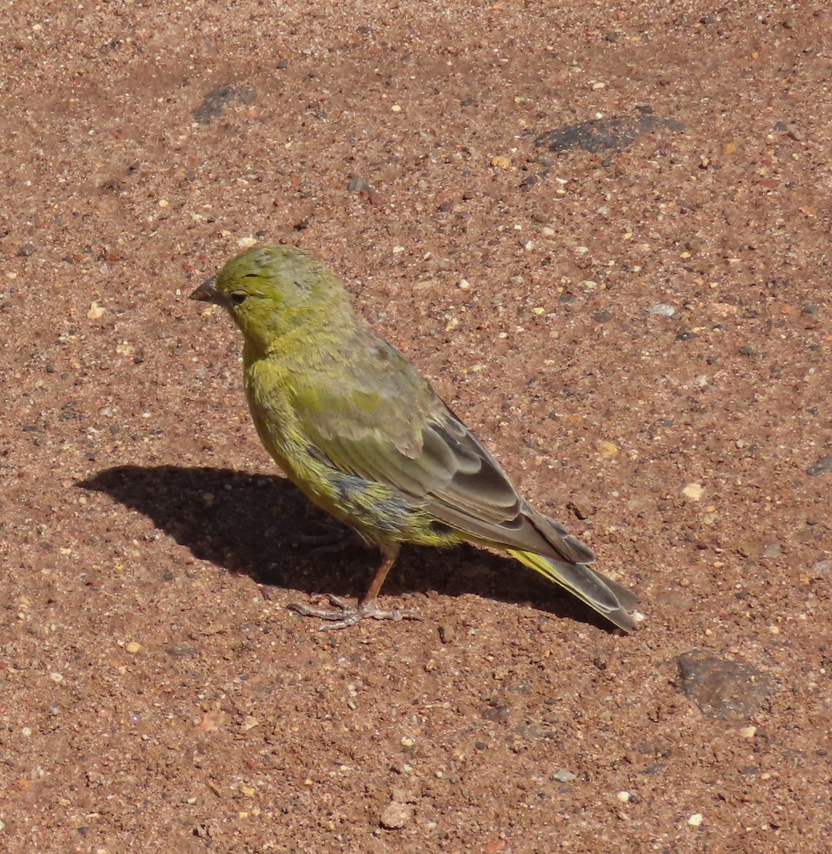 Greenish Yellow-Finch - ML609828716