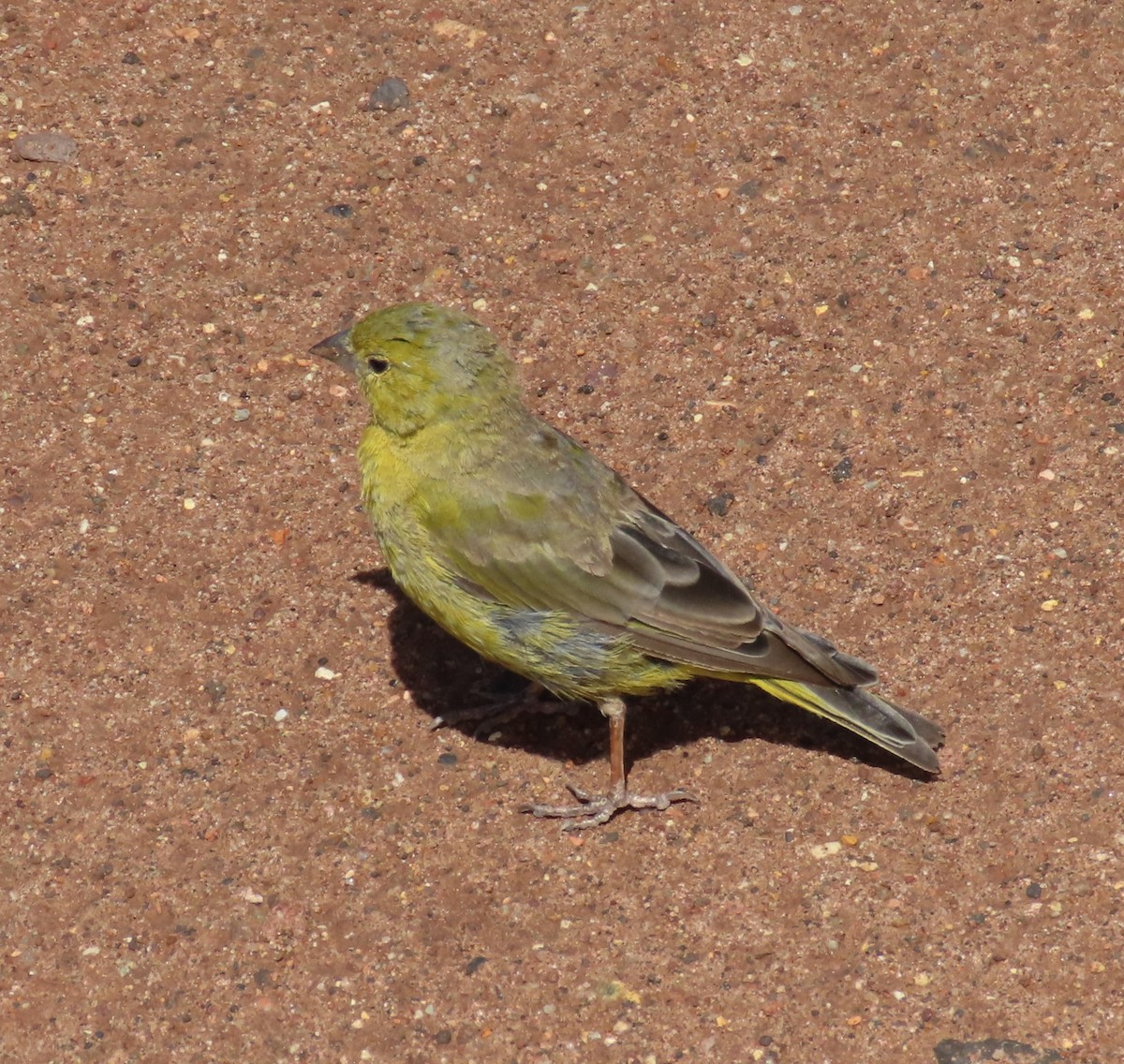 Greenish Yellow-Finch - ML609828718