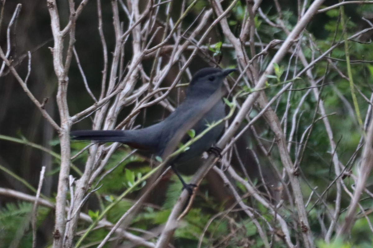 Gray Catbird - ML609828758