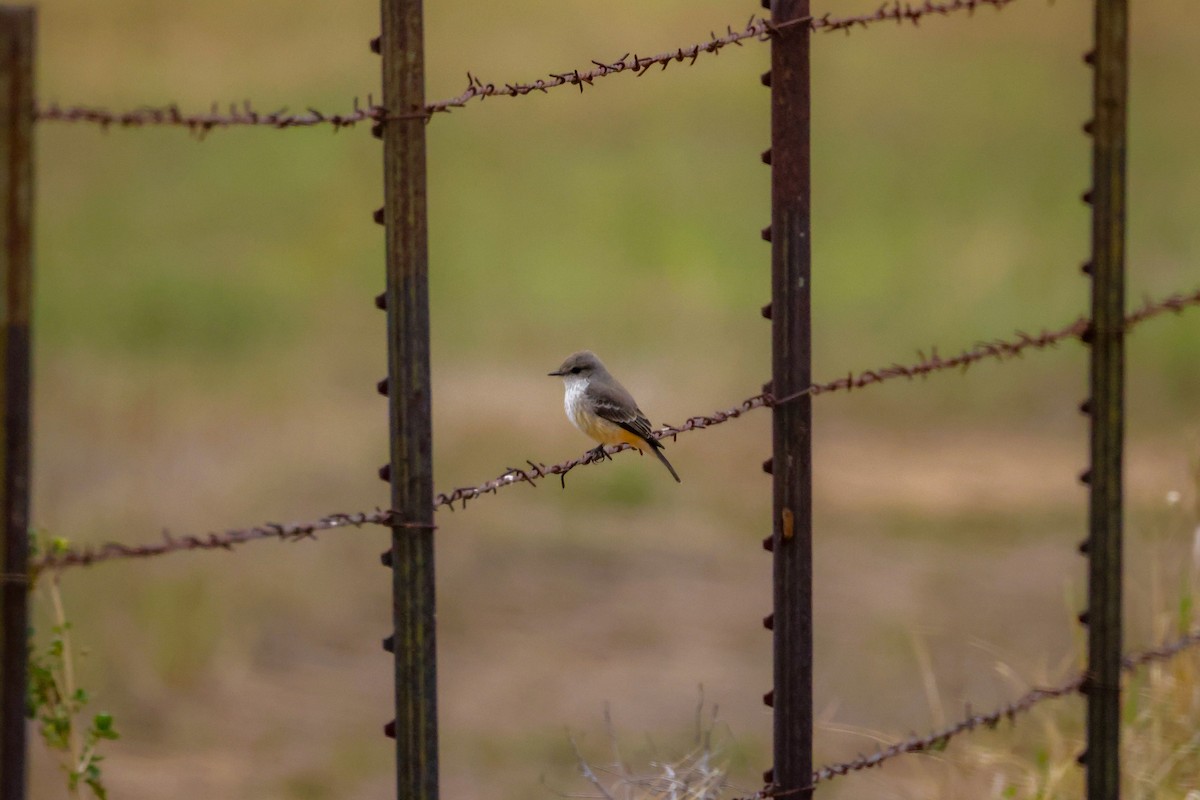 Vermilion Flycatcher - ML609828851