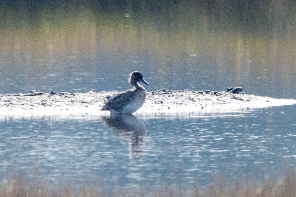 Green-winged Teal - ML609828912