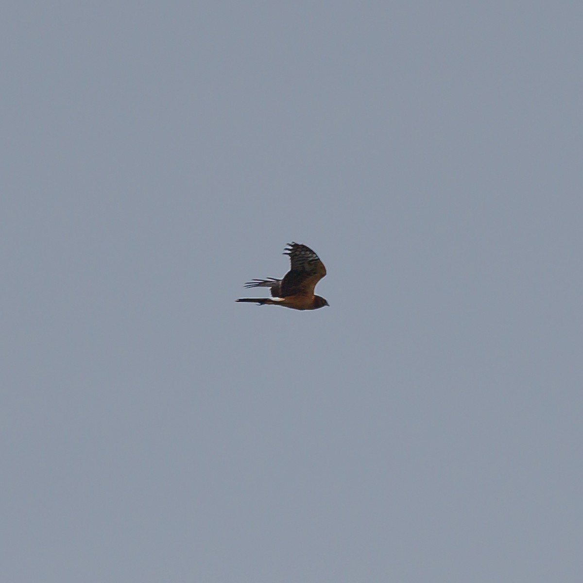 Northern Harrier - ML609828942