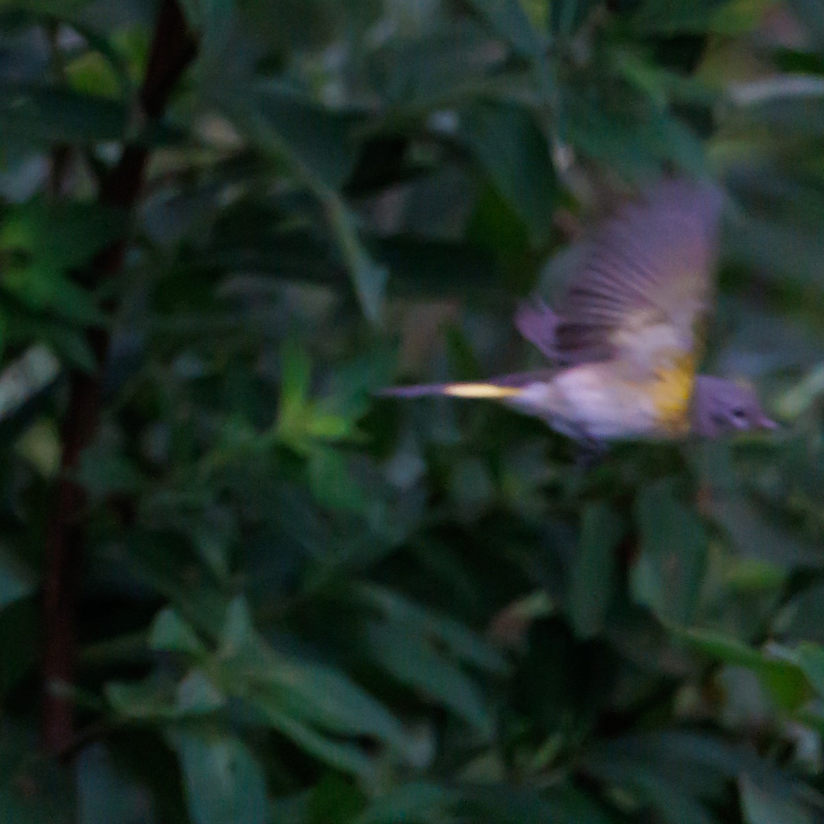 American Redstart - ML609829000