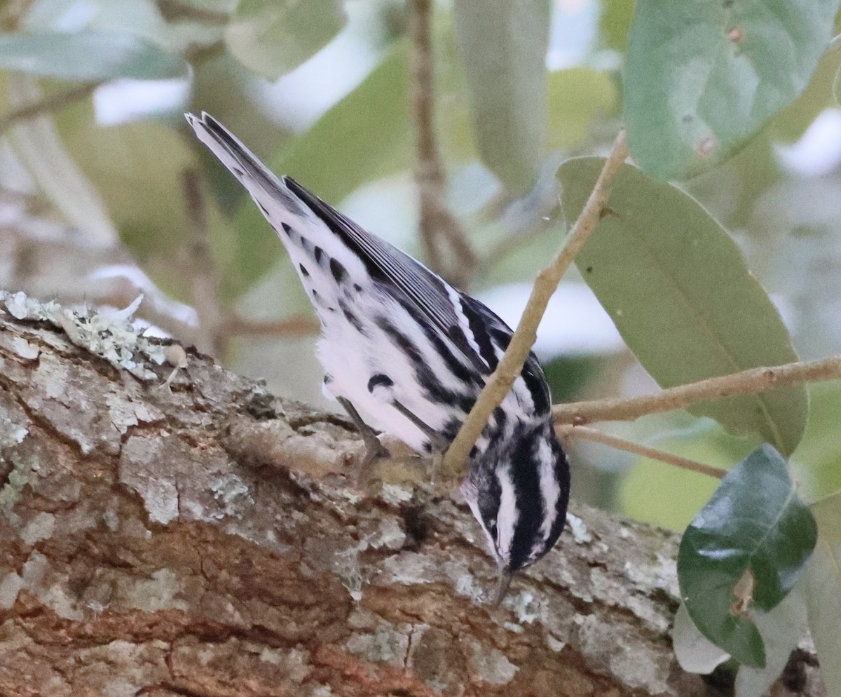 Black-and-white Warbler - ML609829016