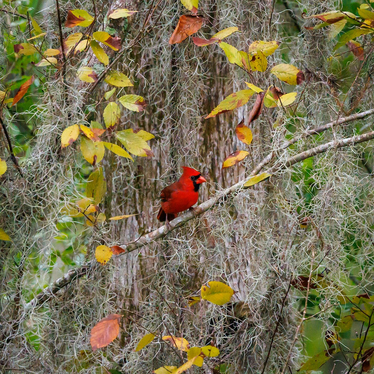 Northern Cardinal - ML609829019