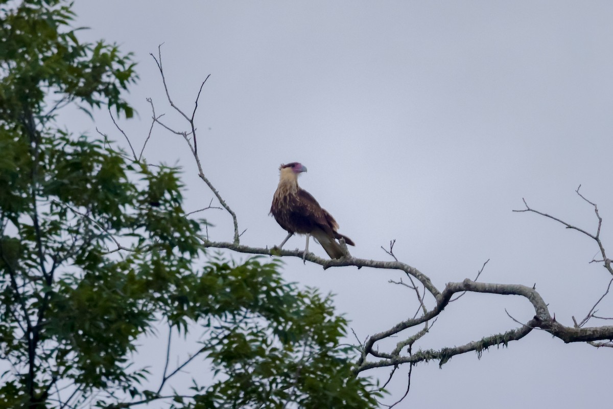 Crested Caracara (Northern) - ML609829045