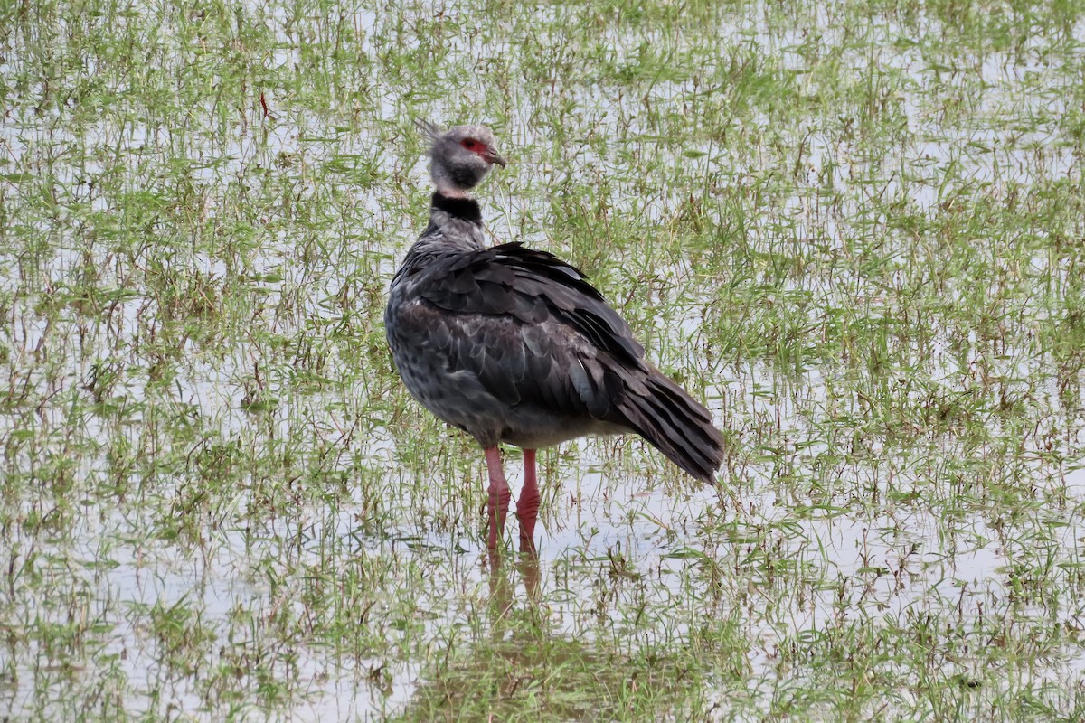 Southern Screamer - ML609829064