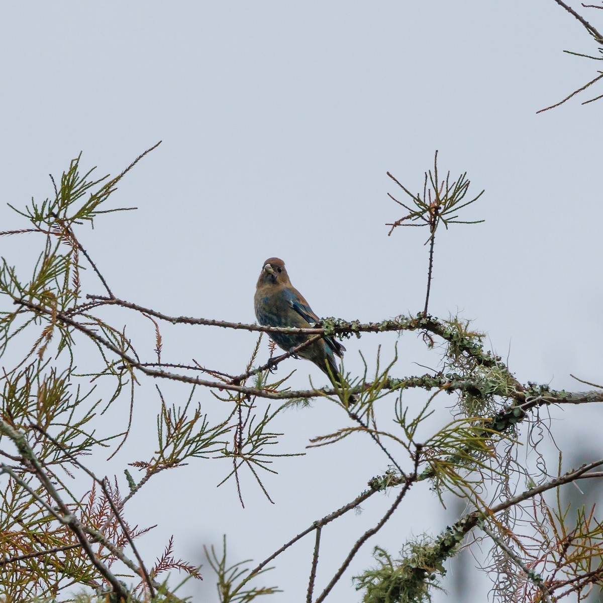 Indigo Bunting - ML609829067